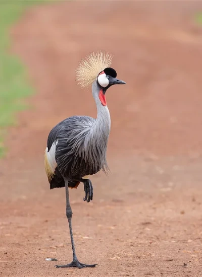 best-time-to-travel-kenya-1