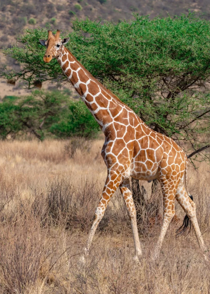 best-time-to-travel-kenya-3