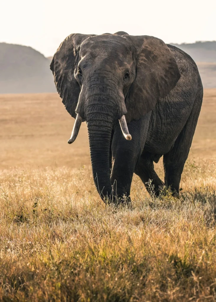 kenya-safari-cost-5