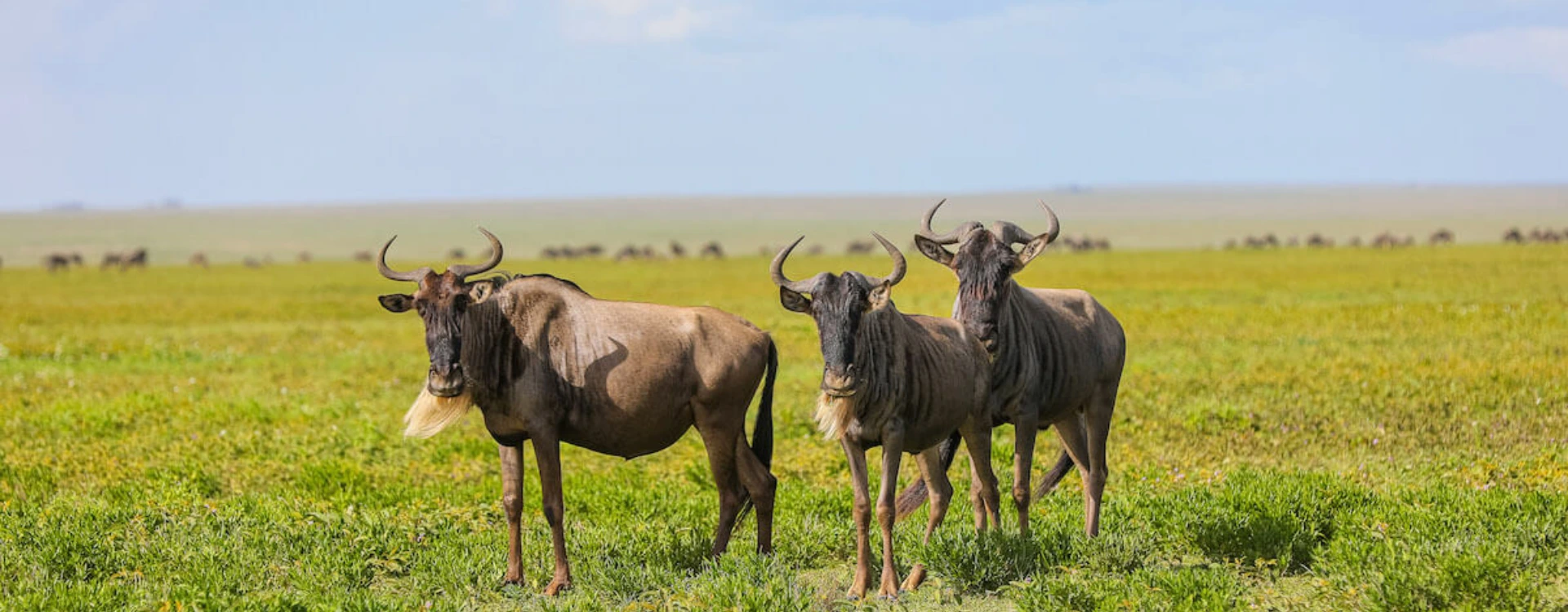 kenya-safari-cost-6