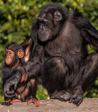 Ol Pejeta Chimpanzee