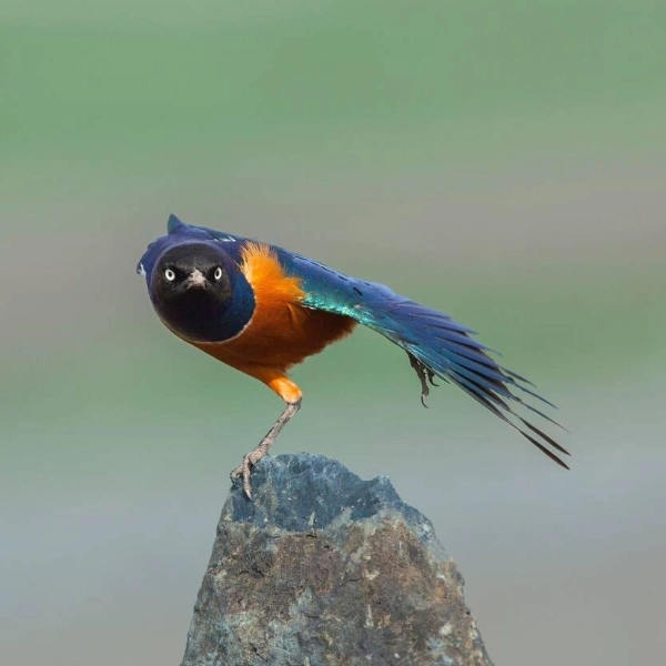 Ol Pejeta Birdlife