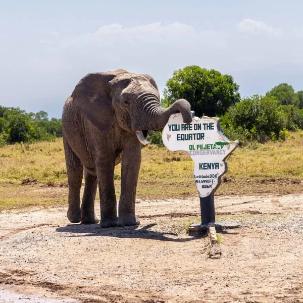 Ol Pejeta Wildlife