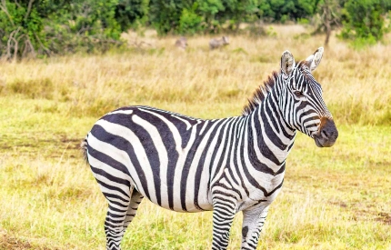 Ol Pejeta Wildlife