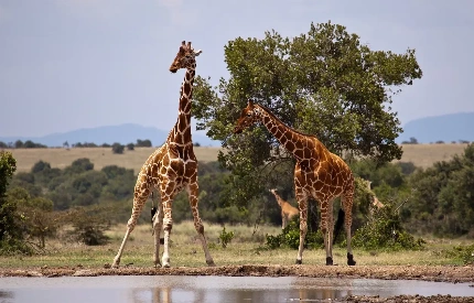 Ol Pejeta Conservancy Wildlife