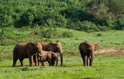 Ol Pejeta Wildlife