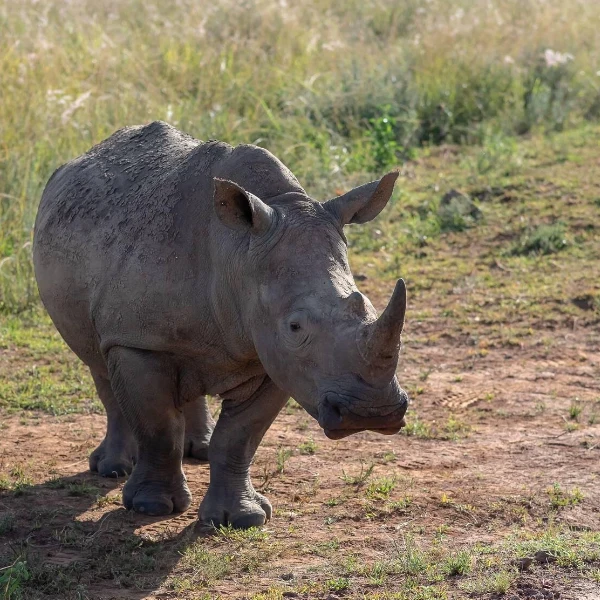 Ol Pejeta Conservancy Rhino
