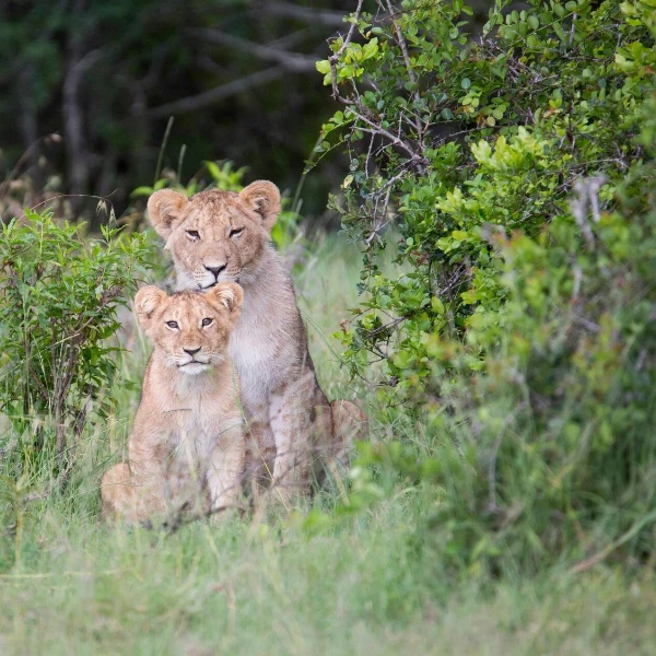 Ol Pejeta Wildlife