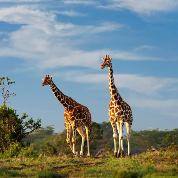 Ol Pejeta Wildlife