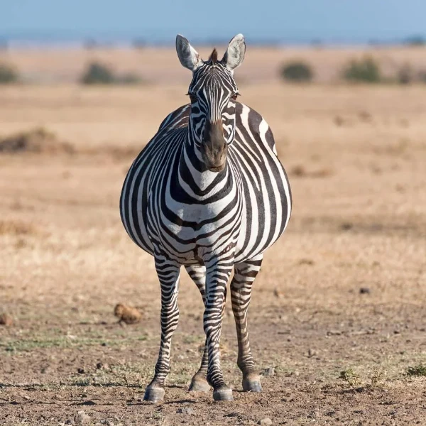 Ol Pejeta Wildlife