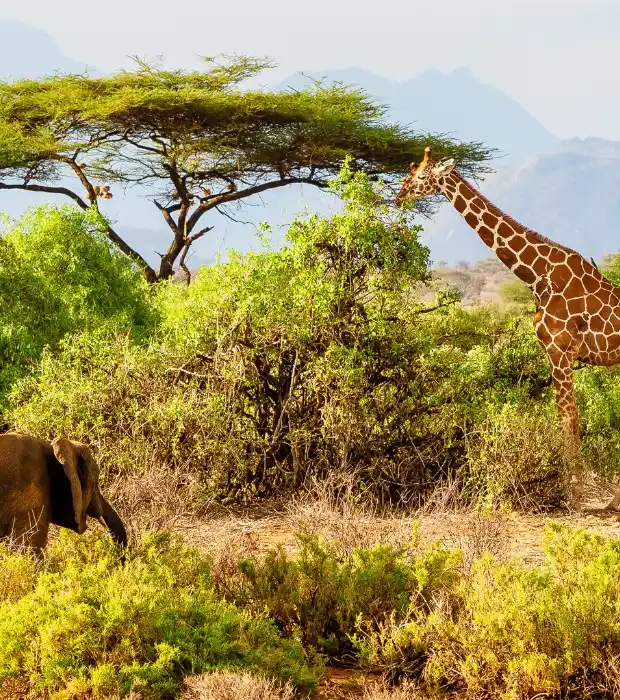 Samburu Game Reserve