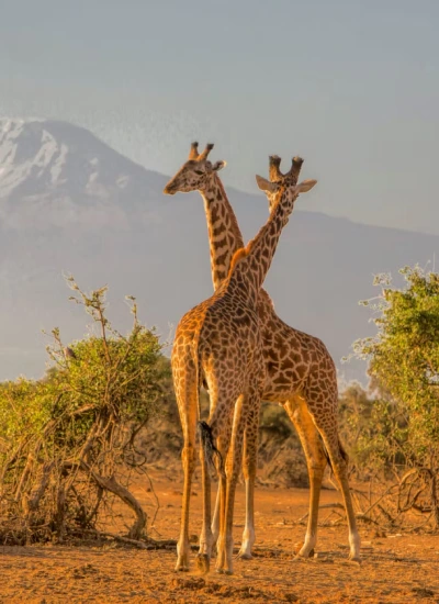 top-things-to-do-in-kenya-1