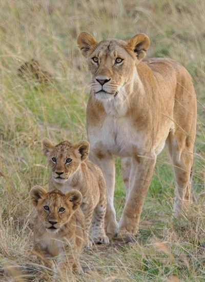 top-things-to-do-in-kenya-2
