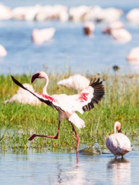 Lake nakuru birdlife
