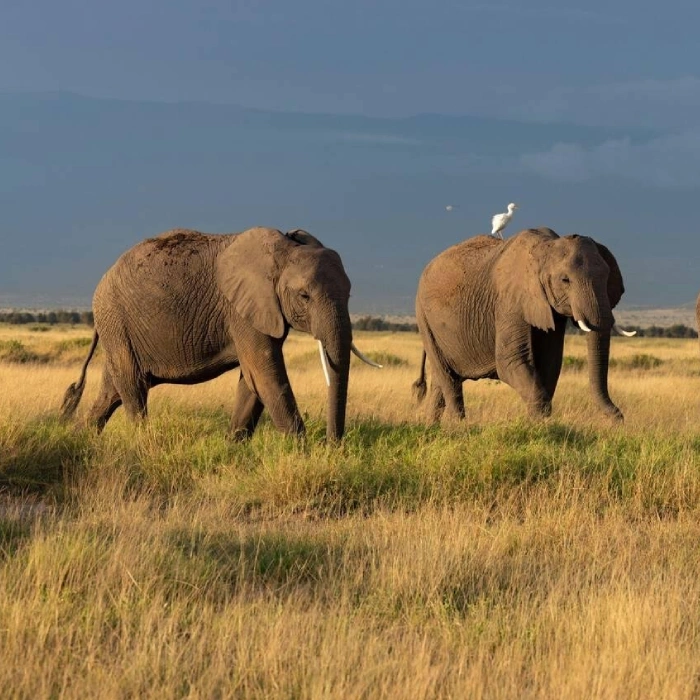 Amboseli Wildlife