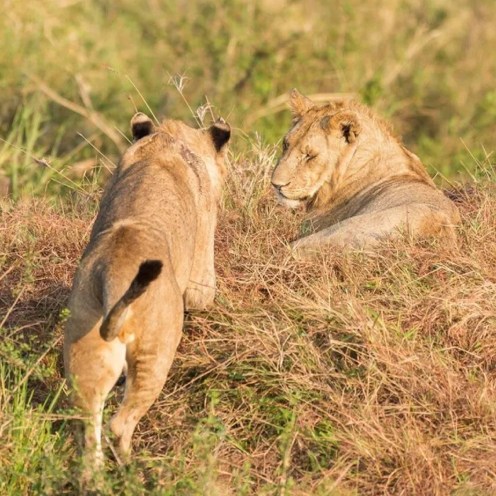 Maasai Mara Wildlife
