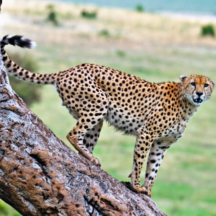 Tanzania Wildlife