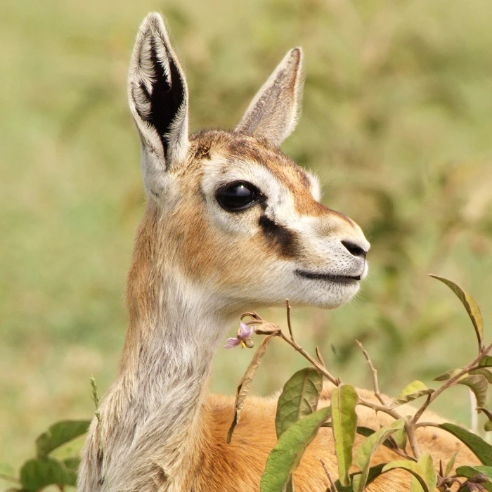 Tanzania Wildlife
