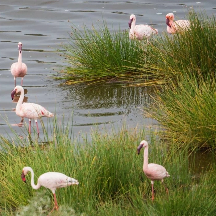Tanzania Birdlife