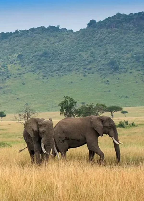 11-days-kenya-and-tanzania-safari-adventure-mid-luxury-package-1