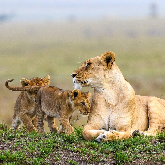 11-days-kenya-and-tanzania-safari-adventure-mid-luxury-package-2