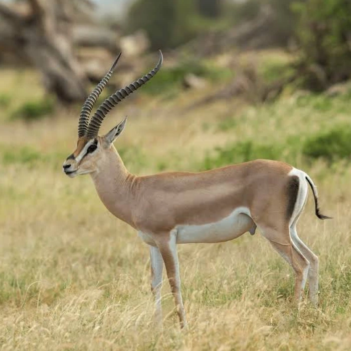 11-days-kenya-and-tanzania-safari-adventure-mid-luxury-package-4