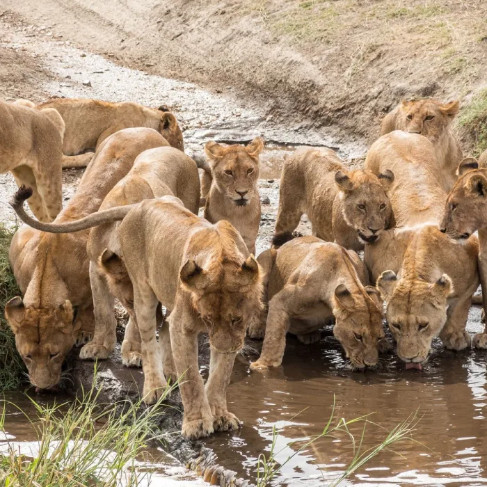 Serengeti Wildlife