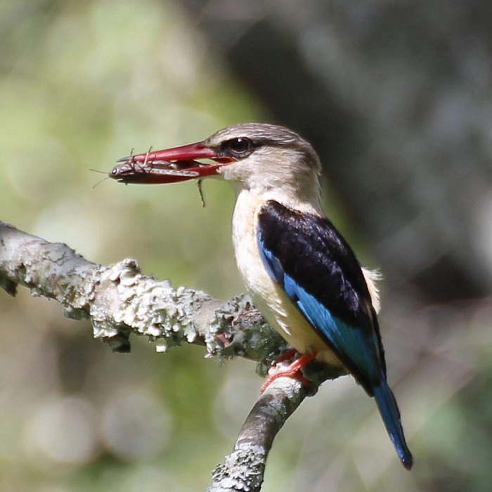 Lake Manyara Birdlife