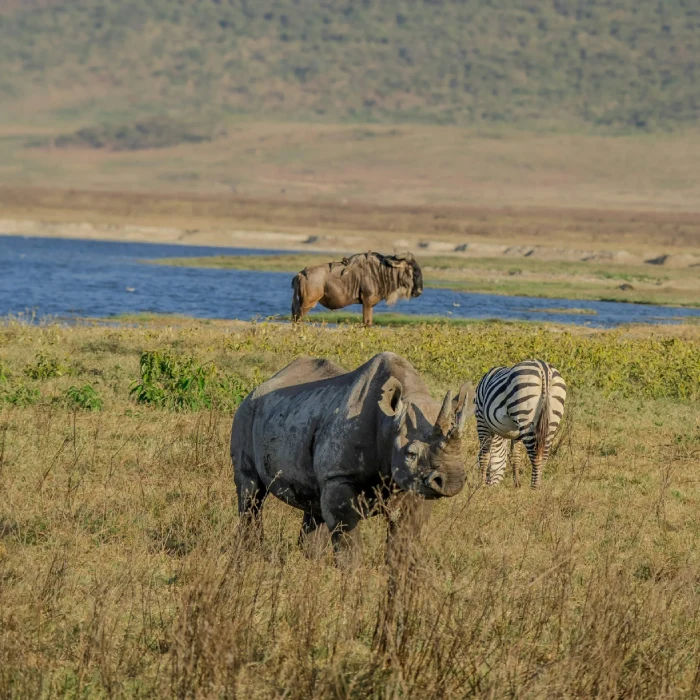 Ngorongoro Wildlife