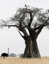Baobab Tree Tarangire