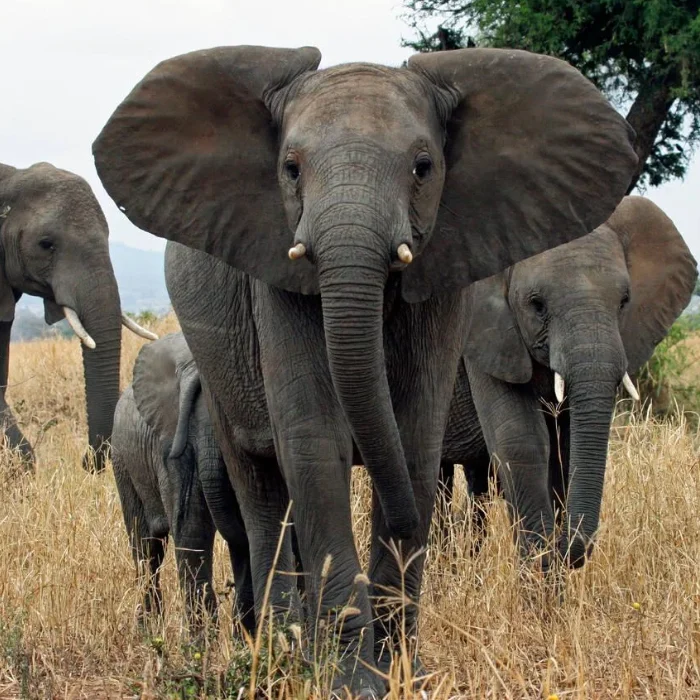 Serengeti Wildlife