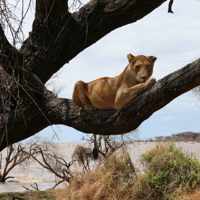 Lake Manyara Wildlife
