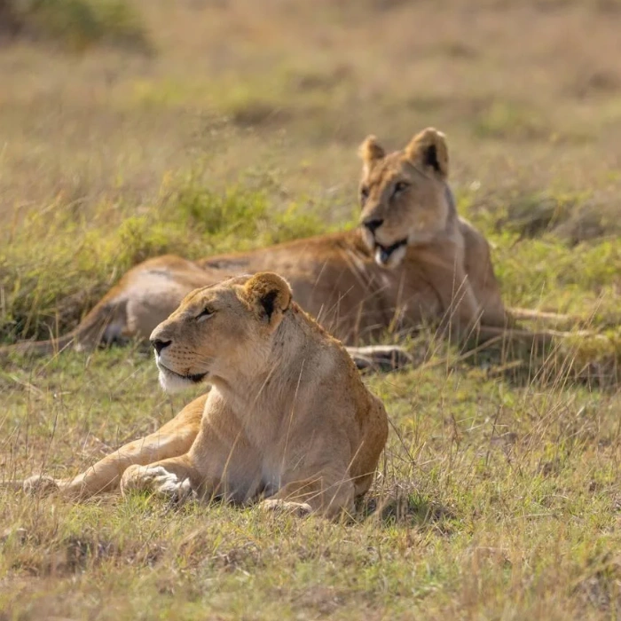 Amboseli Wildlife