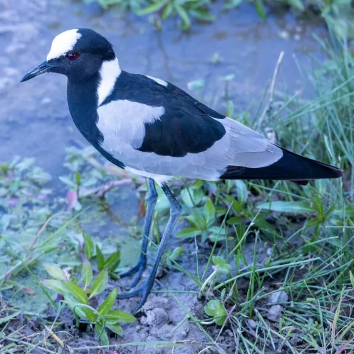 Amboseli Birdlife