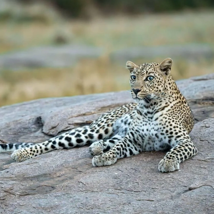 Amboseli Wildlife