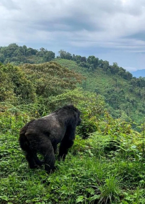 3-days-gorilla-trekking-experience-in-uganda-1.1