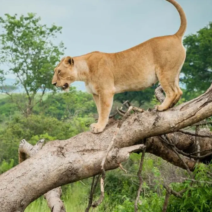 3-days-gorilla-trekking-experience-in-uganda-2