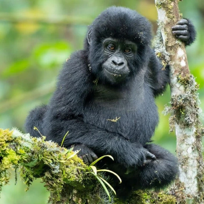 3-days-gorilla-trekking-experience-in-uganda-3
