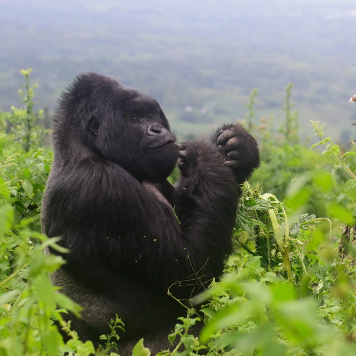 3-days-gorilla-trekking-experience-in-uganda-5