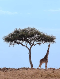 Maasai Mara Attractions