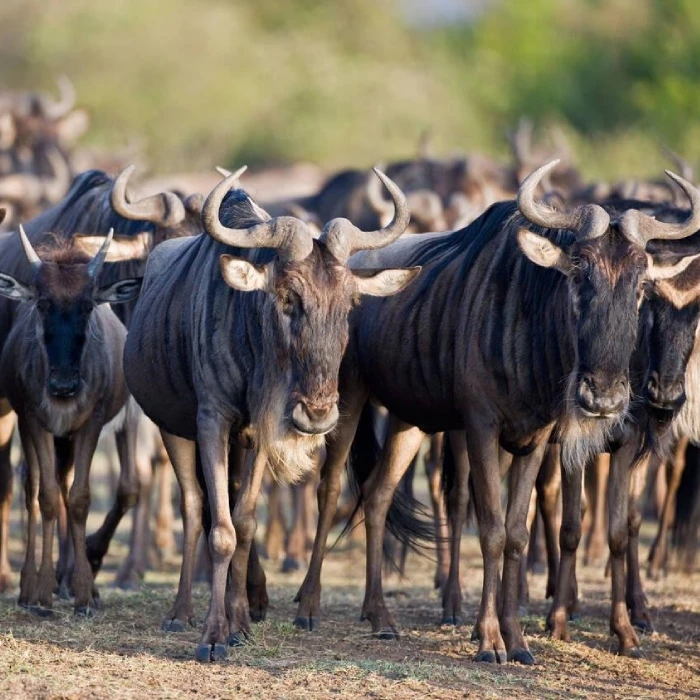 Maasai Mara Wildlife