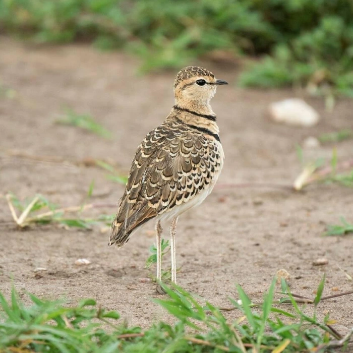 Maasai Mara Birdlife