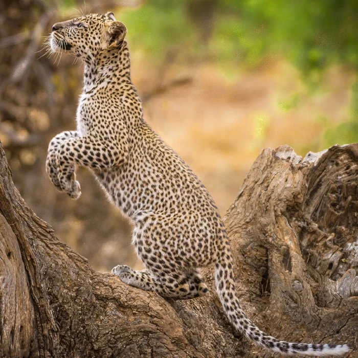 Samburu Wildlife Safari Attractions
