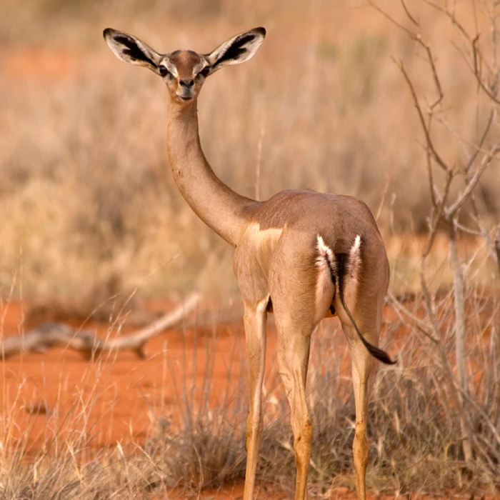 Samburu Wildlife Safari Attractions