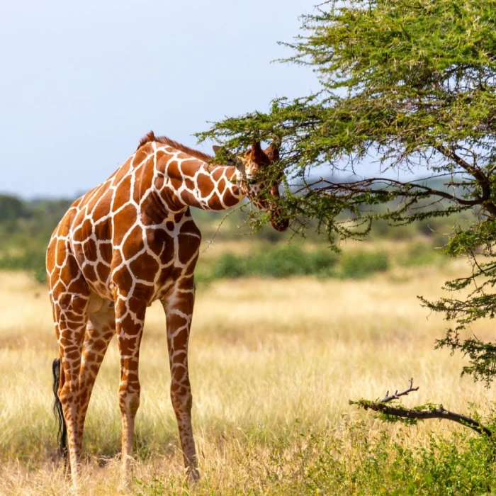 Samburu Wildlife Safari