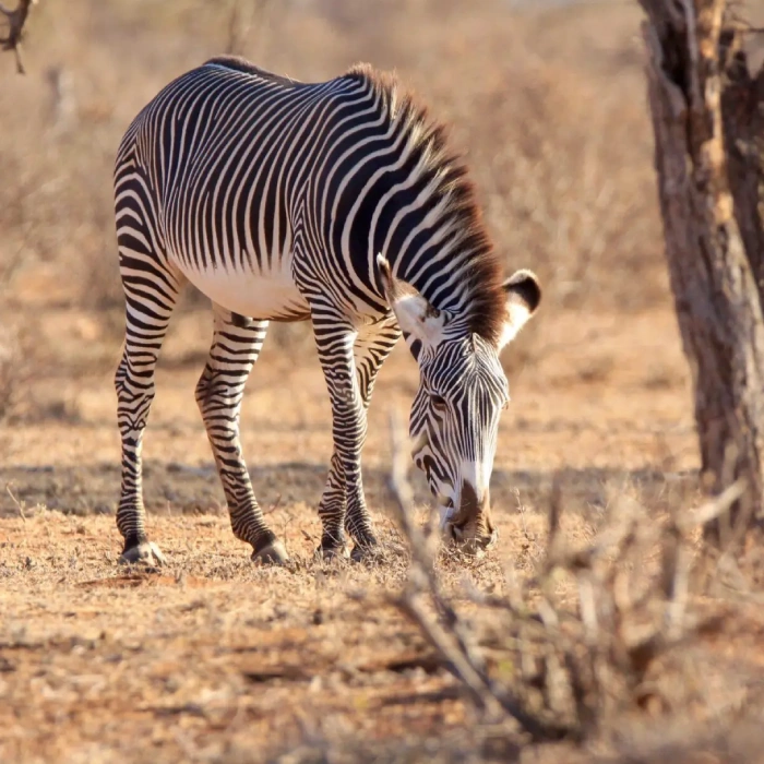 Samburu Wildlife Safari