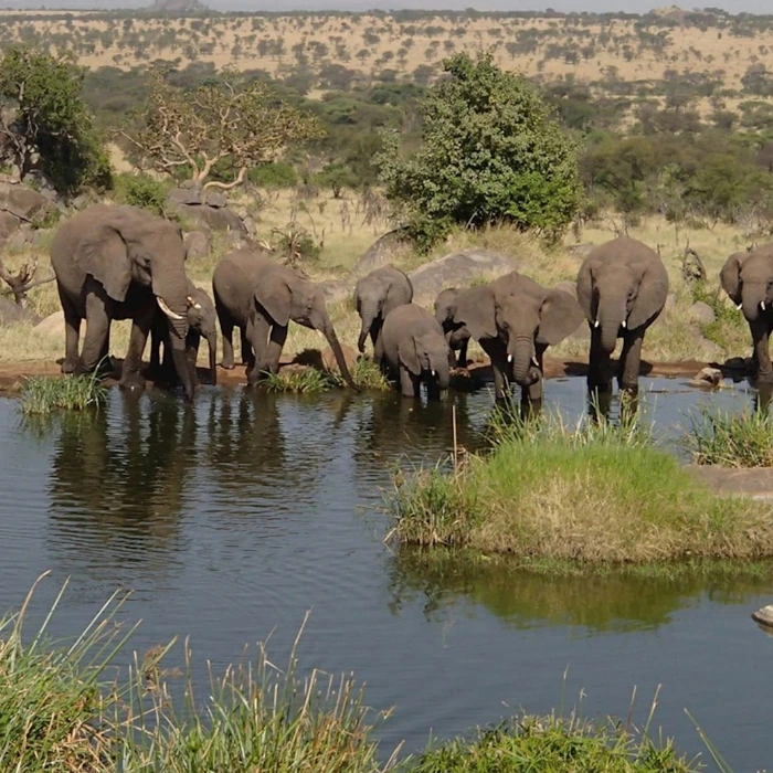 Serengeti Wildlife