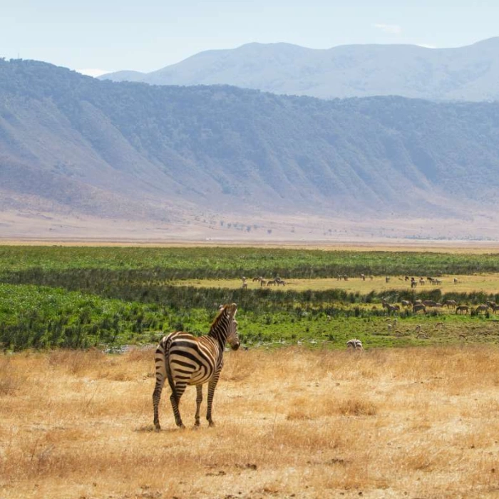 Ngorongoro Wildlife