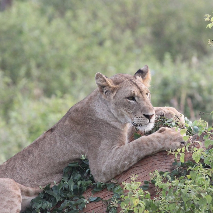 Amboseli Wildlife
