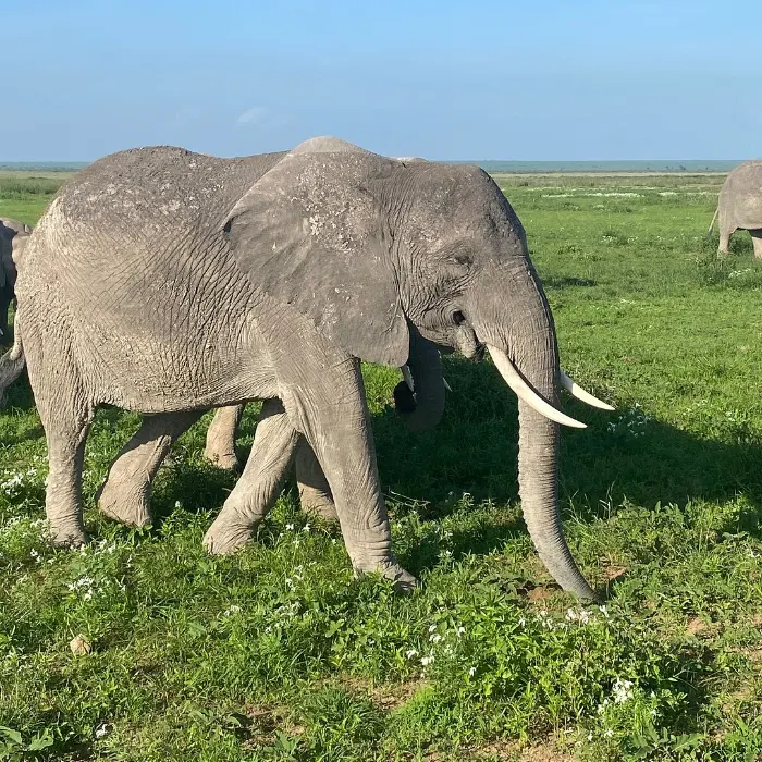 Amboseli Wildlife